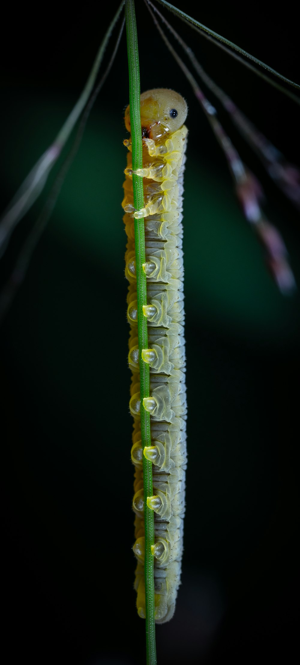 green and white plant stem