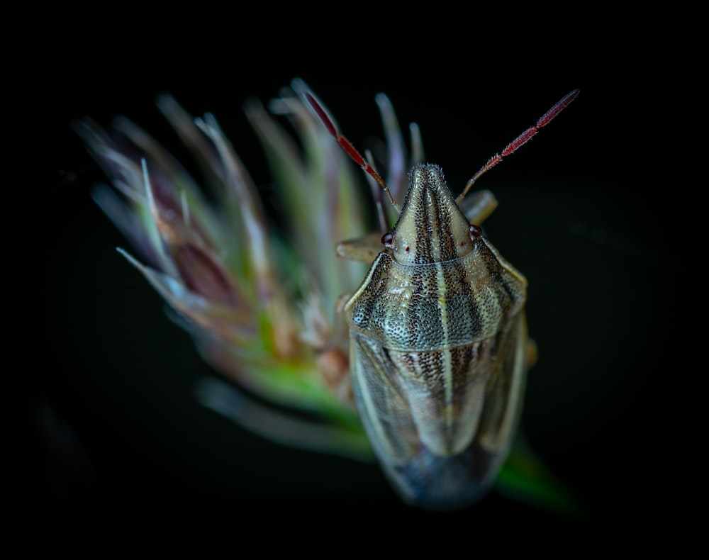 white and black moth on purple flower