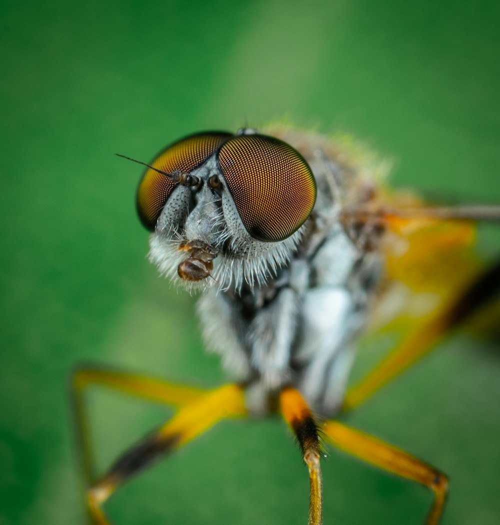 mosca amarela e preta na folha verde