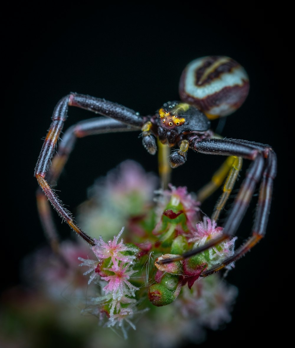 yellow and black spider on pink flower