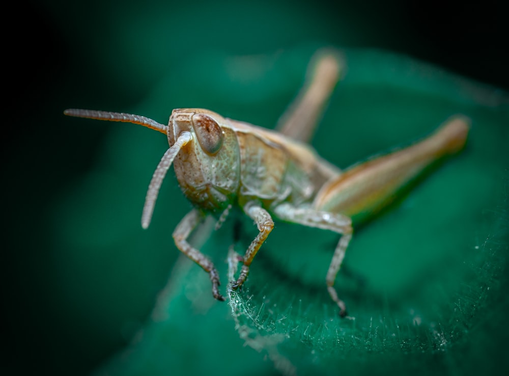 brown grasshopper on green leaf in close up photography