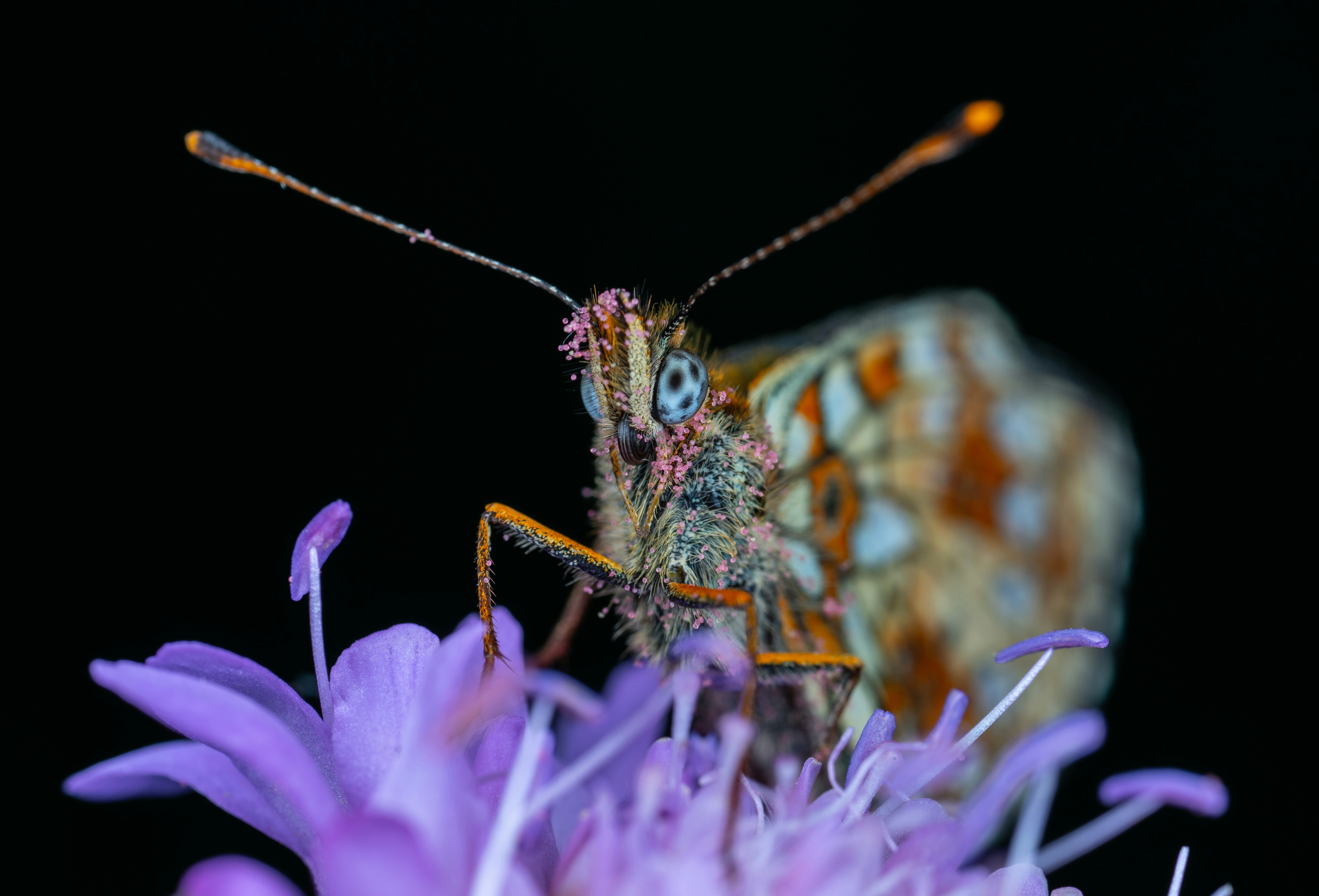 papillon brun, blanc et noir perché sur la fleur violette en gros plan