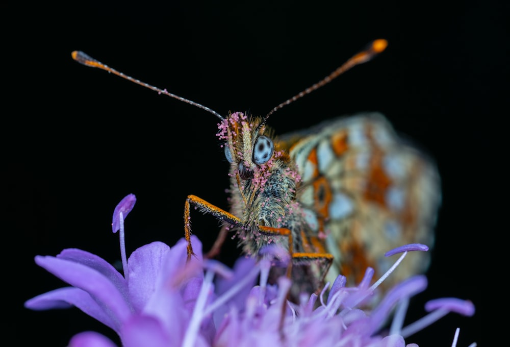 brown white and black moth perched on purple flower in close up photography