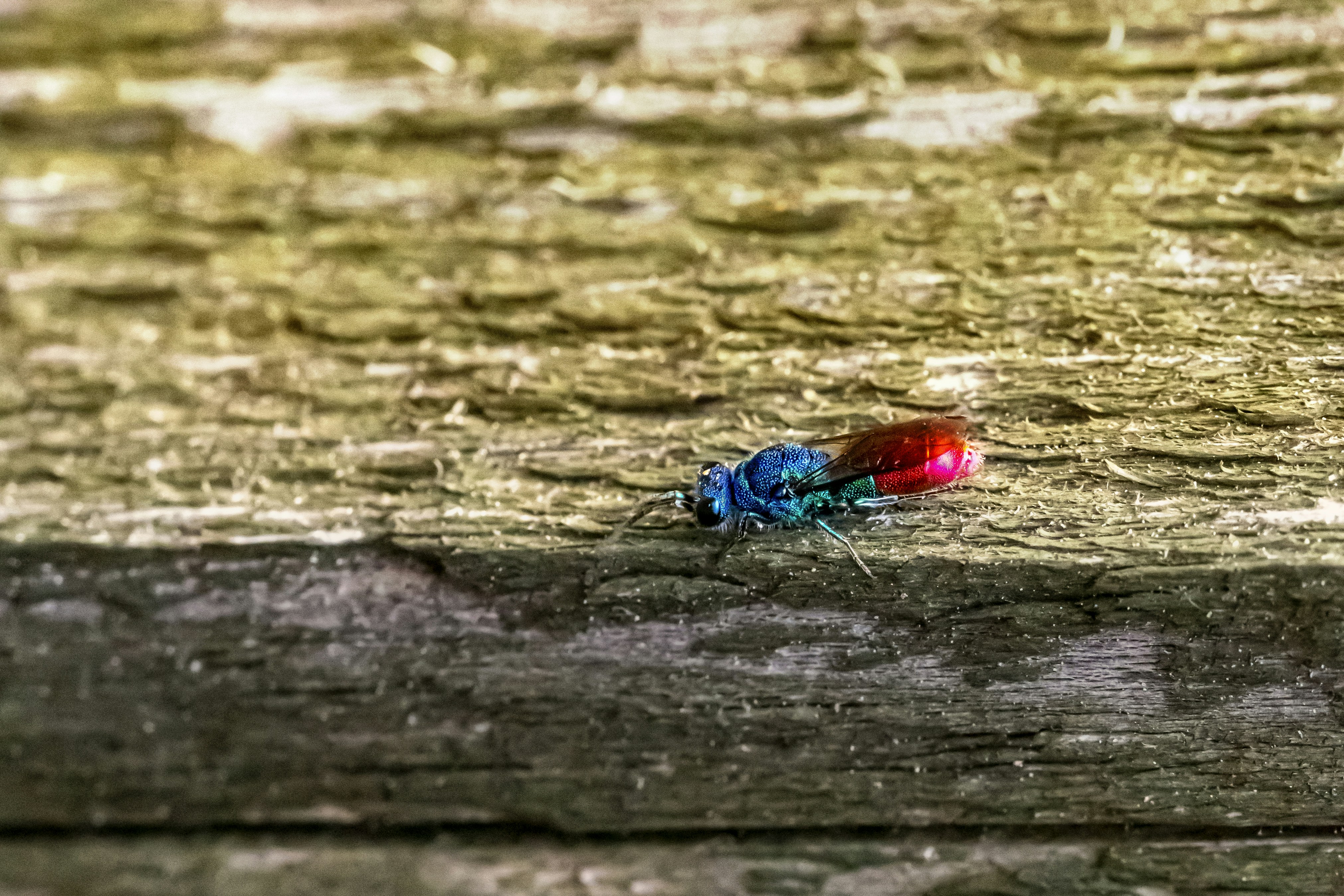 blue and red insect on brown wooden surface