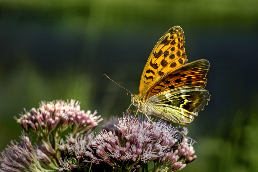 yellow and black butterfly on purple flower