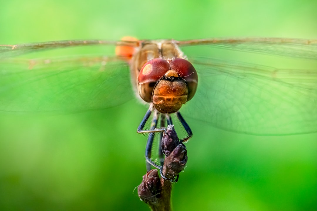 brown and black dragonfly perched on brown stem in close up photography during daytime