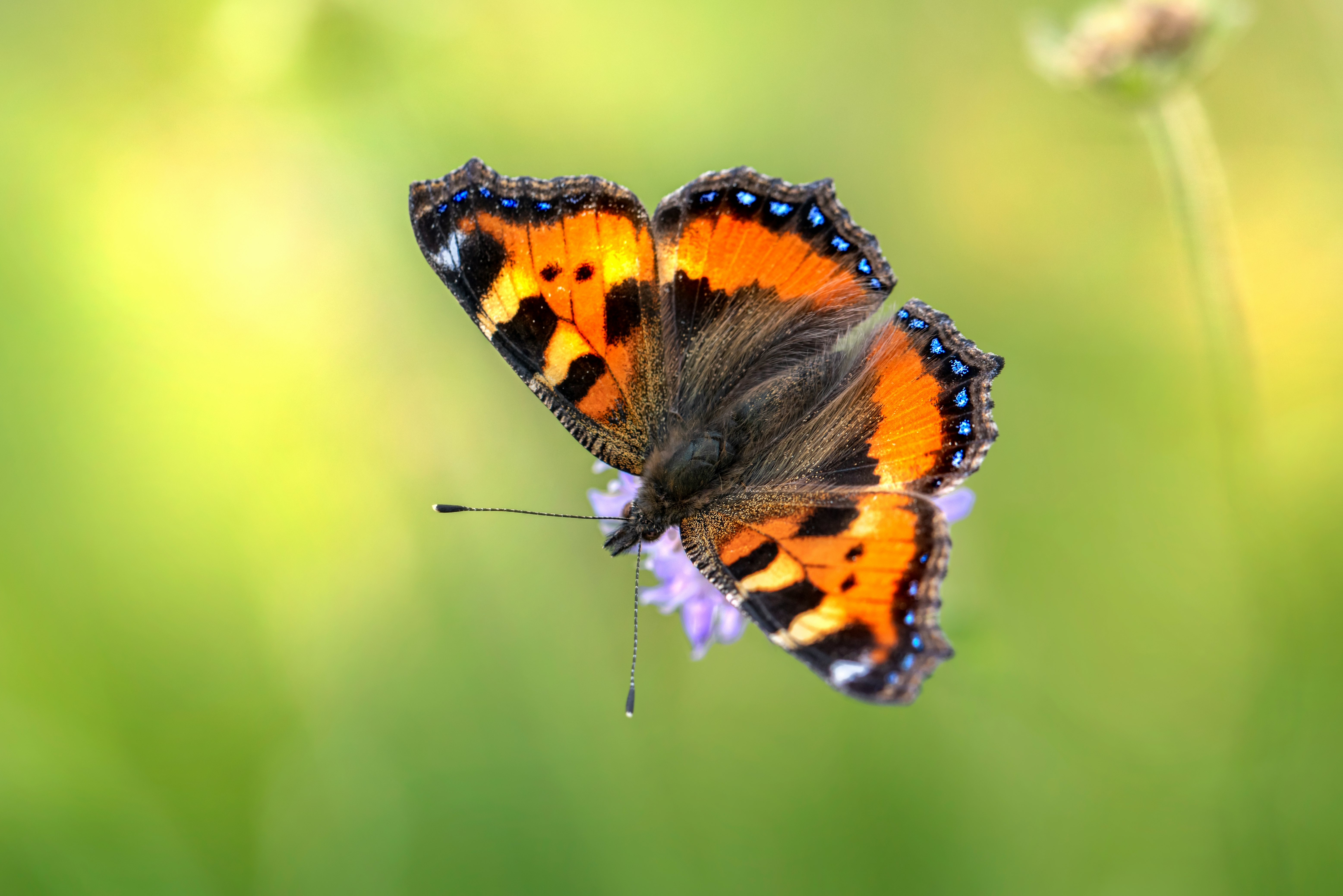 orange black and white butterfly perched on green leaf in close up photography during daytime