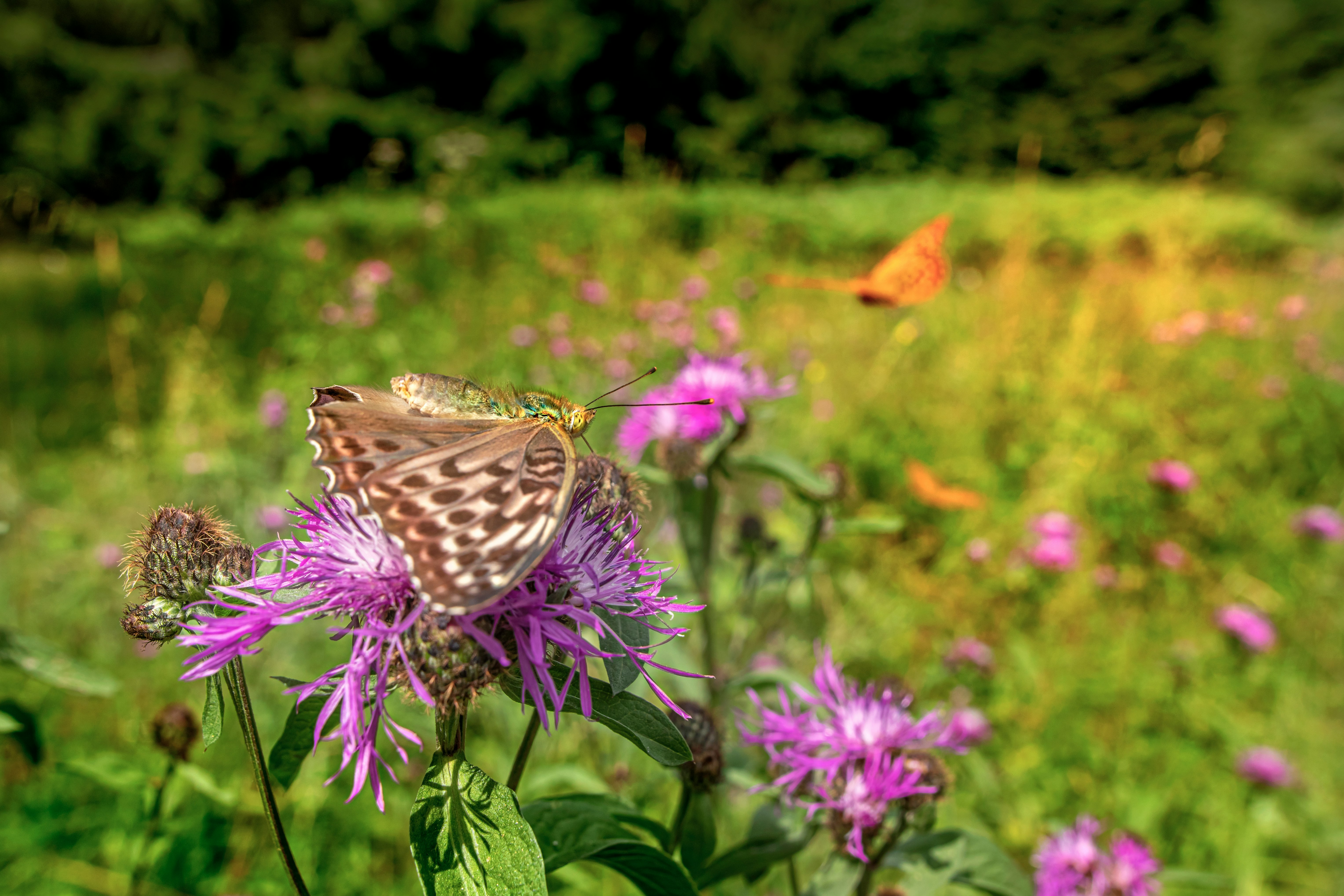 brown and white butterfly on purple flower during daytime