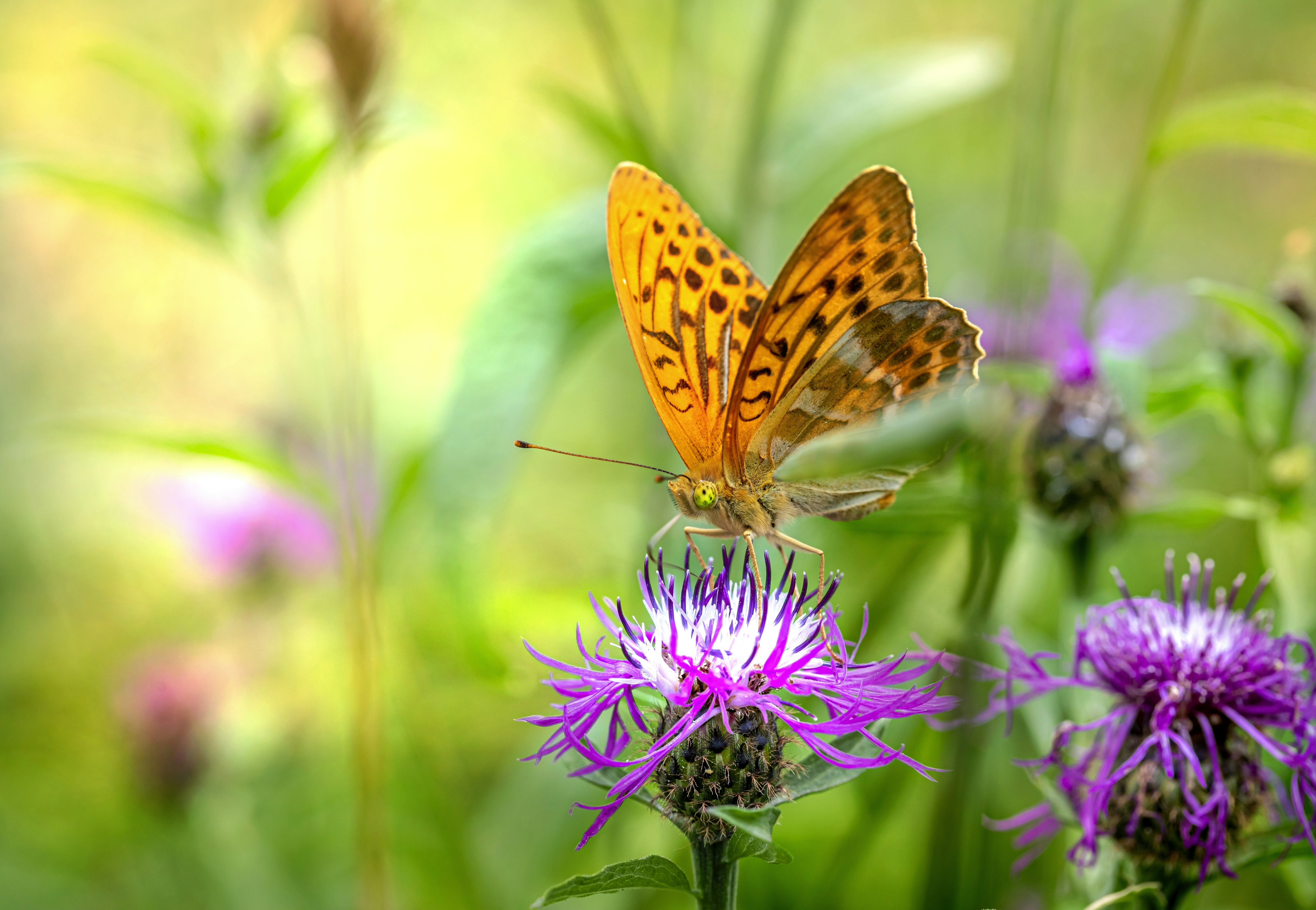 Photo by erik_karits