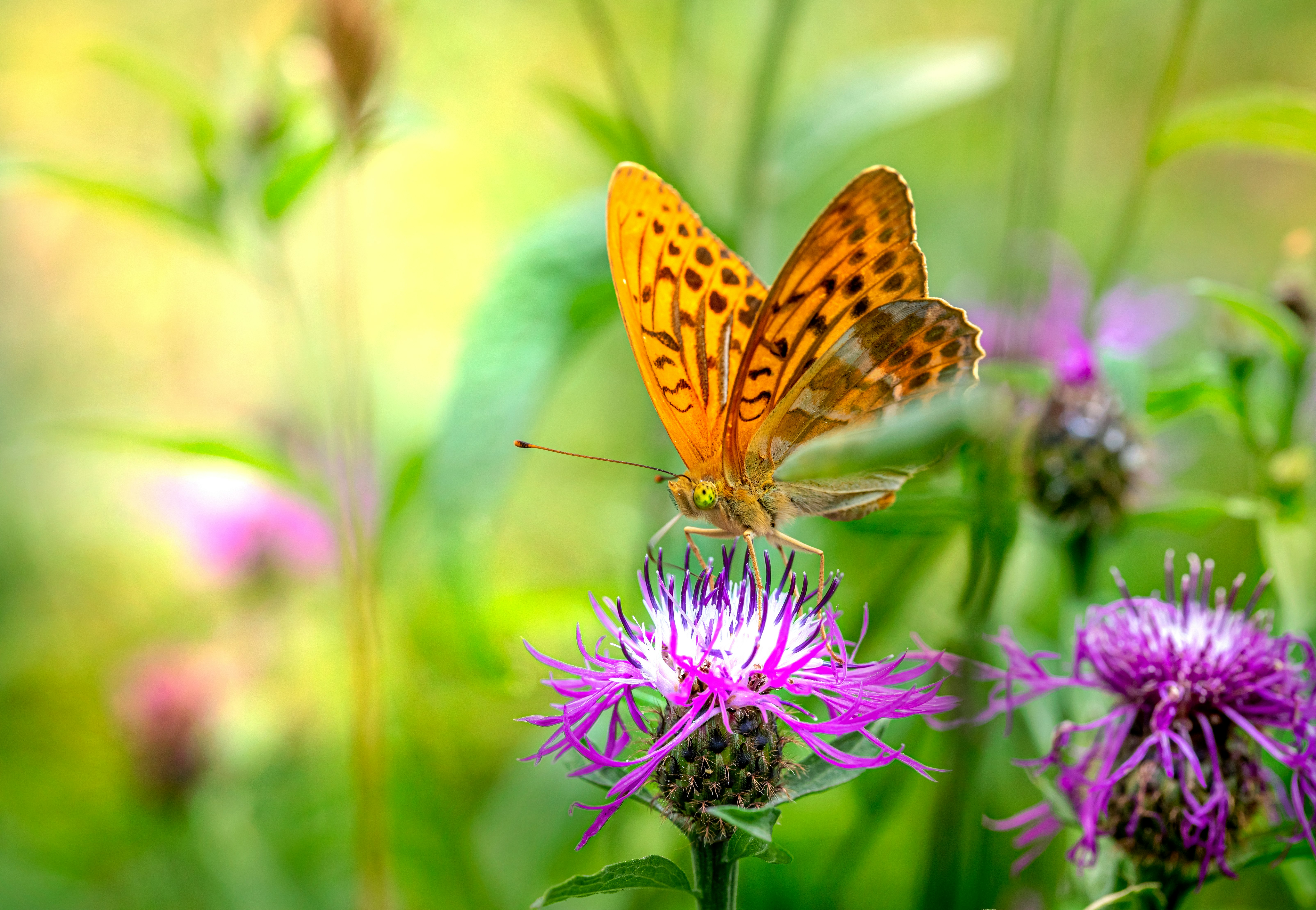 brown and black butterfly on purple flower during daytime