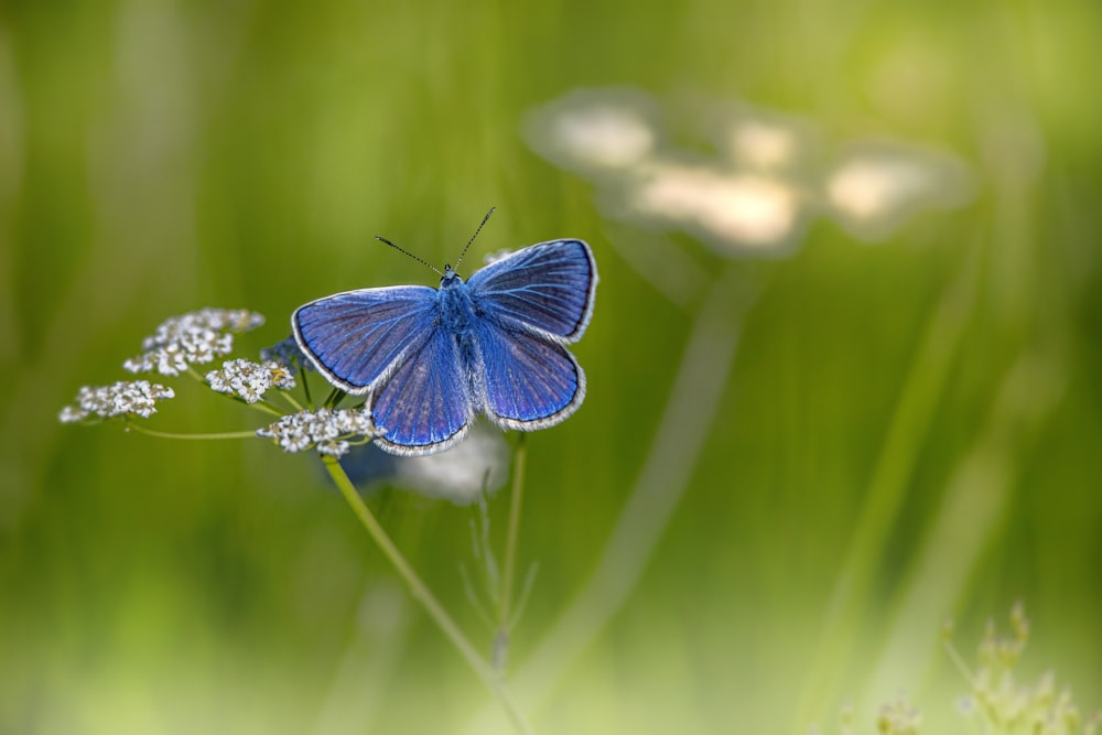 blue and white butterfly on green grass during daytime