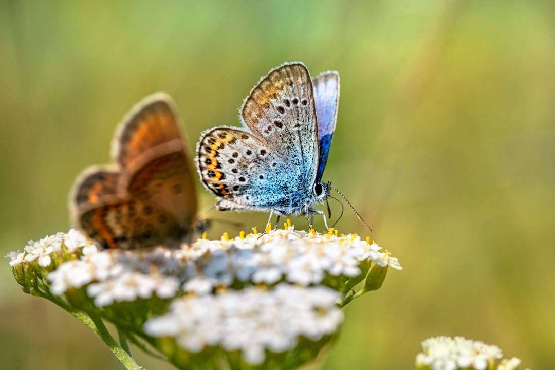 blue and brown butterfly perched on white flower in close up photography during daytime