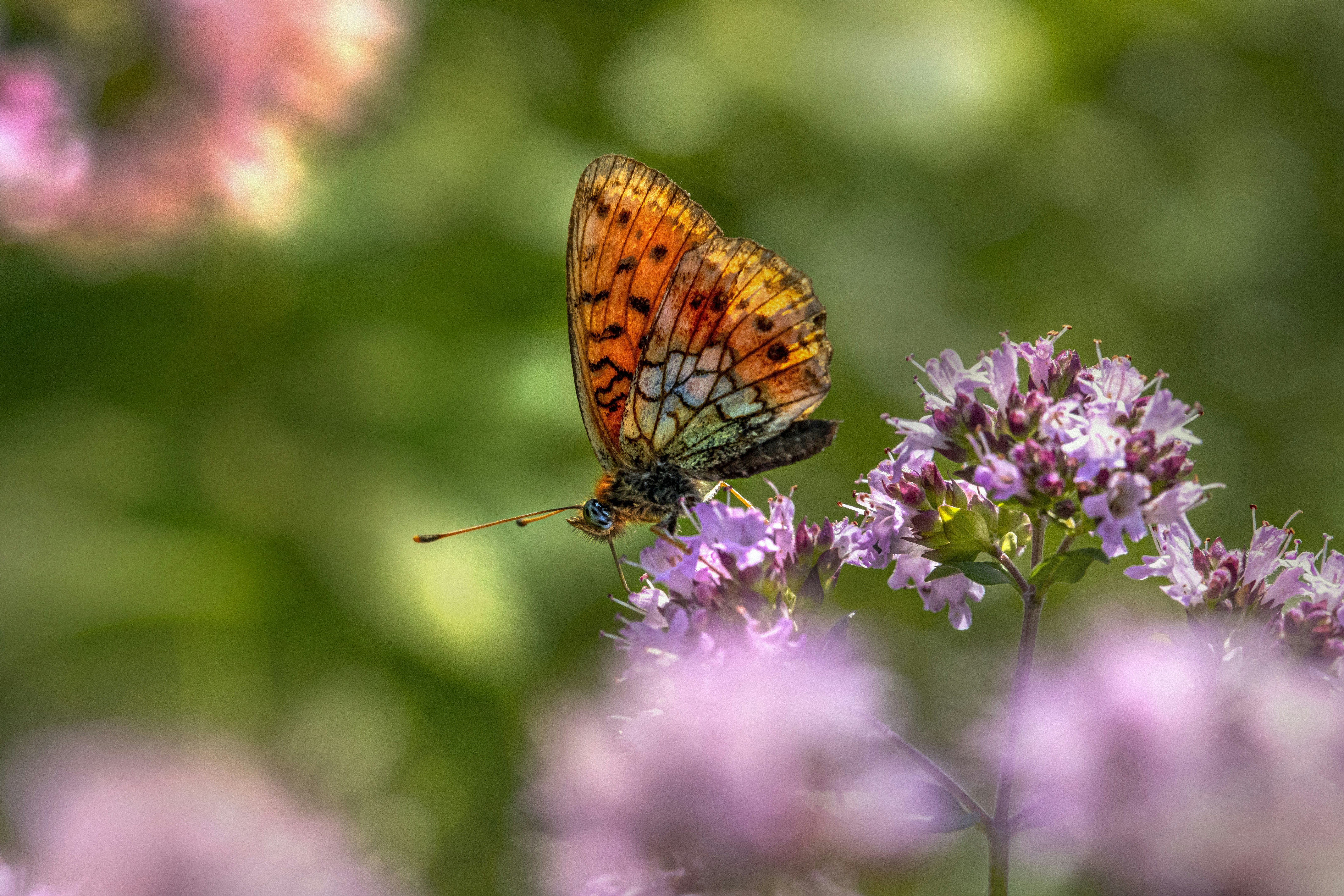 Photo by erik_karits