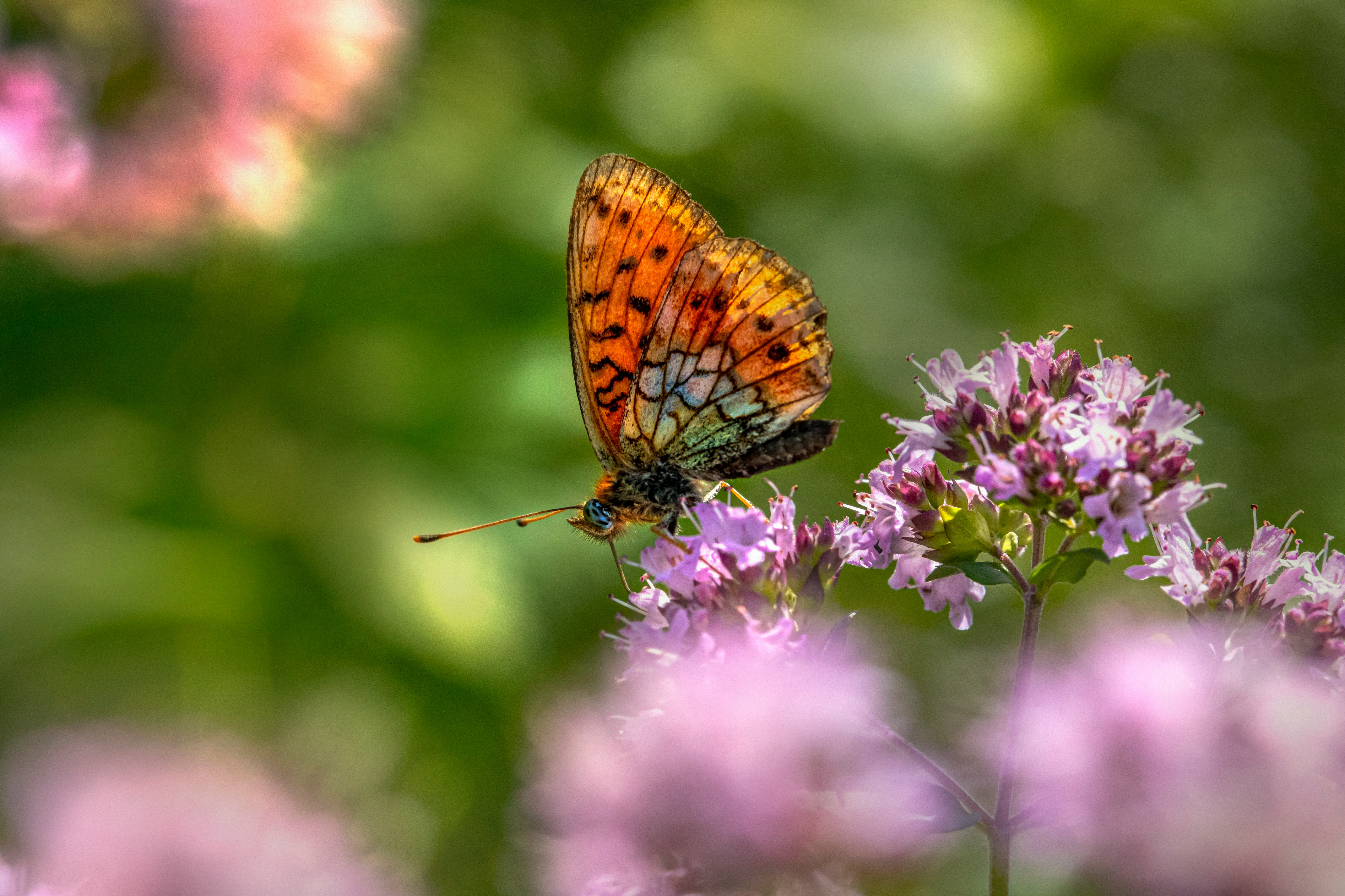 orange and black butterfly perched on purple flower in close up photography during daytime