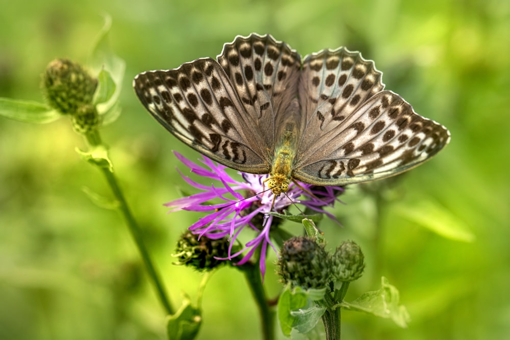 Foto borboleta preta e branca empoleirada na flor roxa em fotografia de  perto durante o dia – Imagem de Borboleta grátis no Unsplash