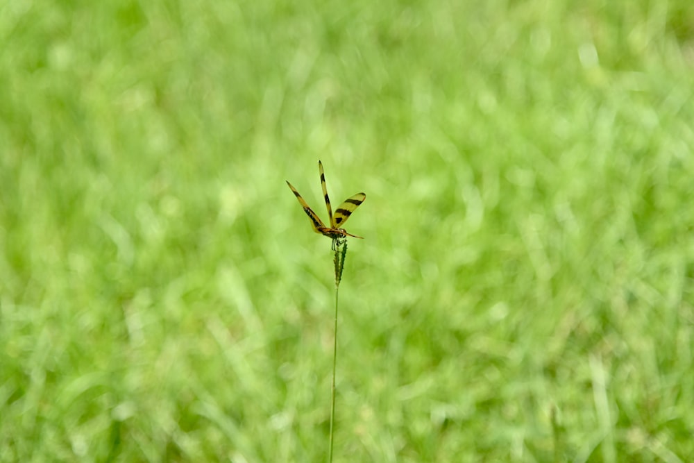 brown and black dragonfly on green grass during daytime