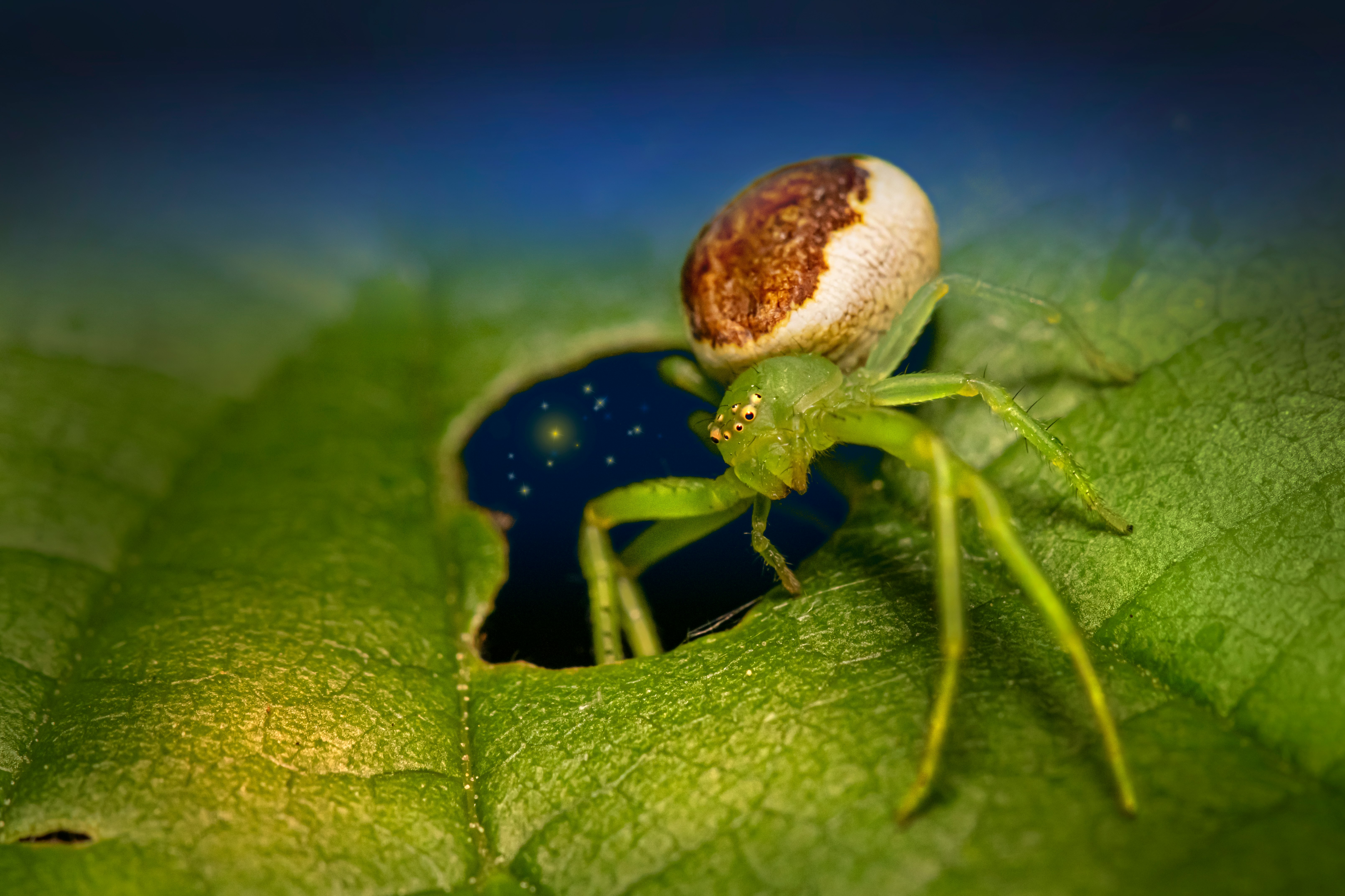 brown and black spider on green leaf