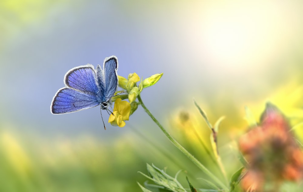 blue and white butterfly perched on yellow flower in close up photography during daytime