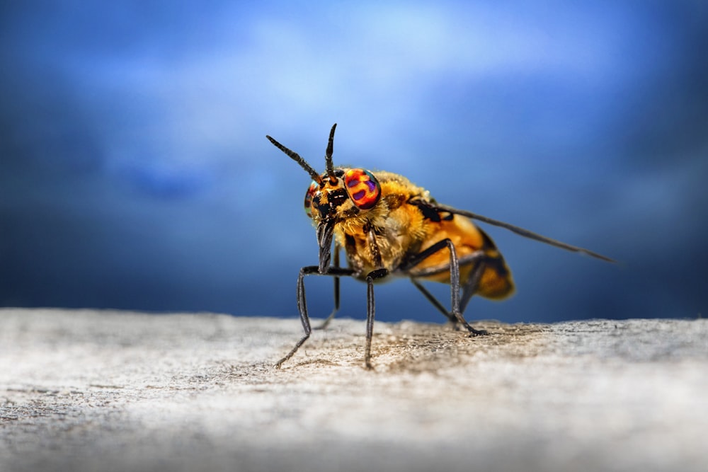 yellow and black fly on white sand during daytime