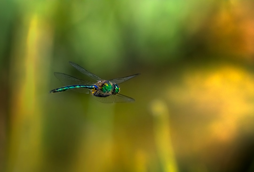 blue and green dragonfly in close up photography during daytime