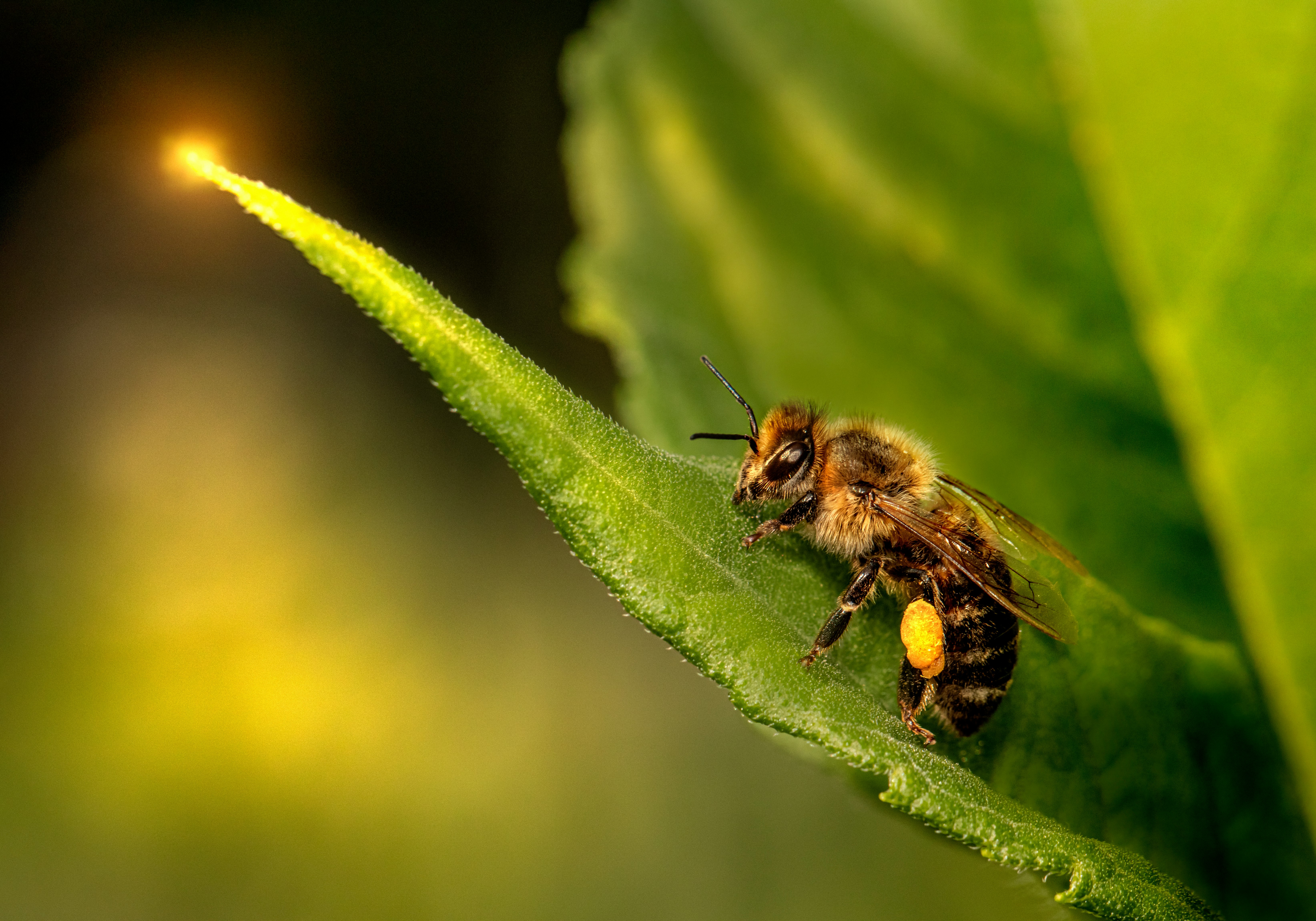 black and yellow bee on green leaf