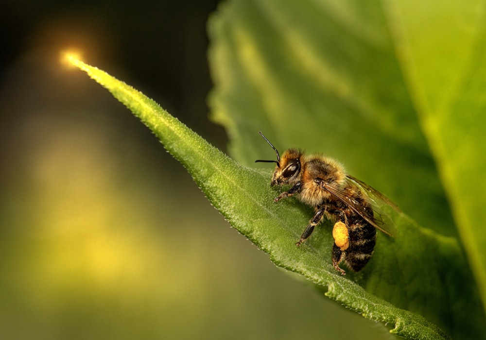 black and yellow bee on green leaf