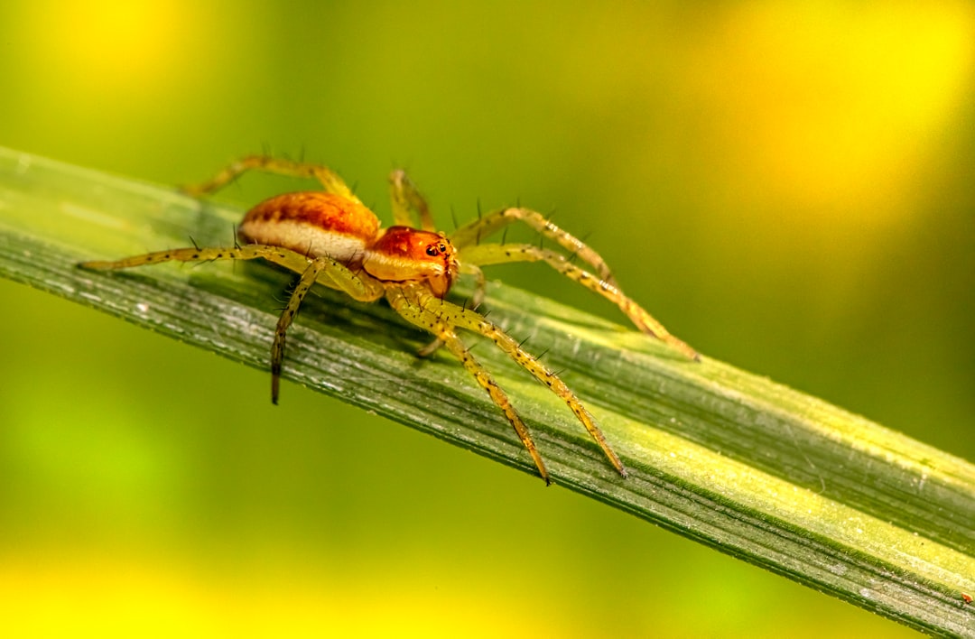 brown jumping spider on green leaf in close up photography during daytime