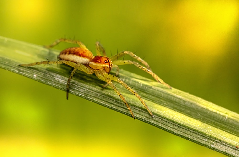 brown jumping spider on green leaf in close up photography during daytime
