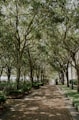 gray concrete pathway between green trees during daytime