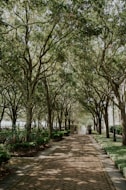 gray concrete pathway between green trees during daytime