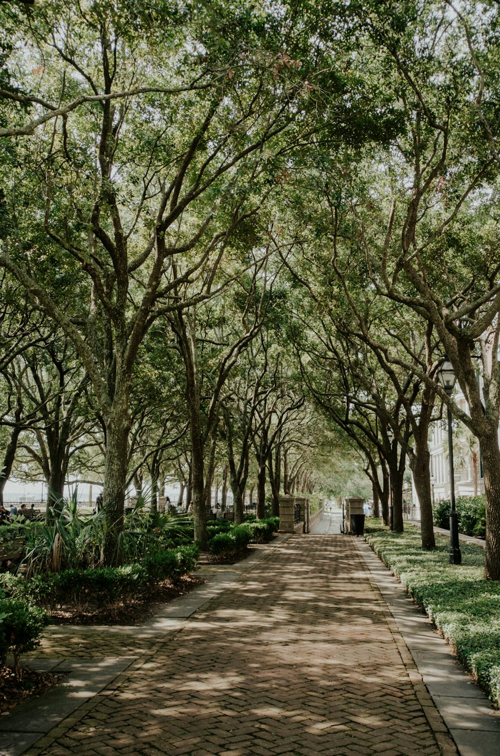 Allée en béton gris entre les arbres verts pendant la journée