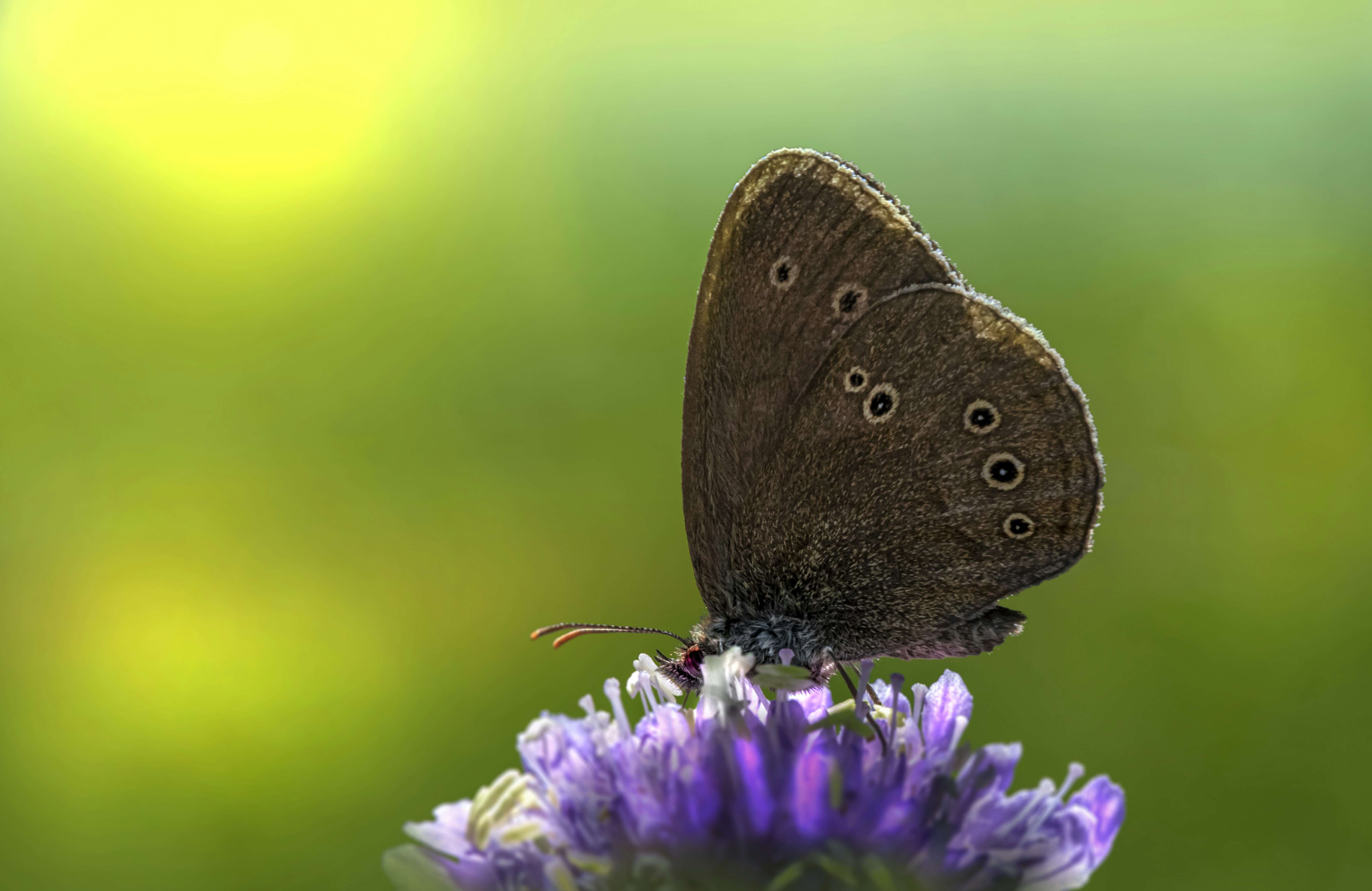 Photo by erik_karits