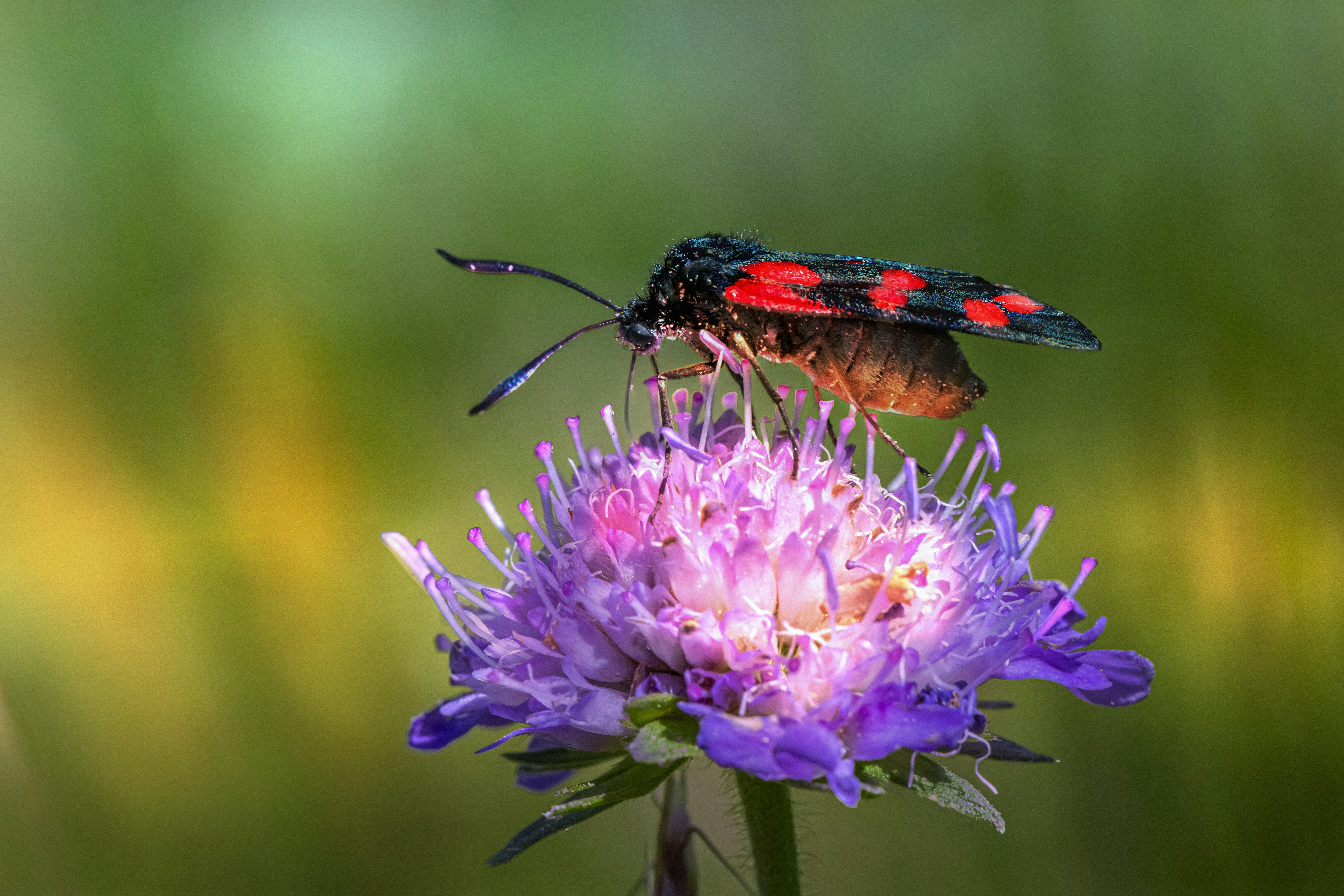 Photo by erik_karits