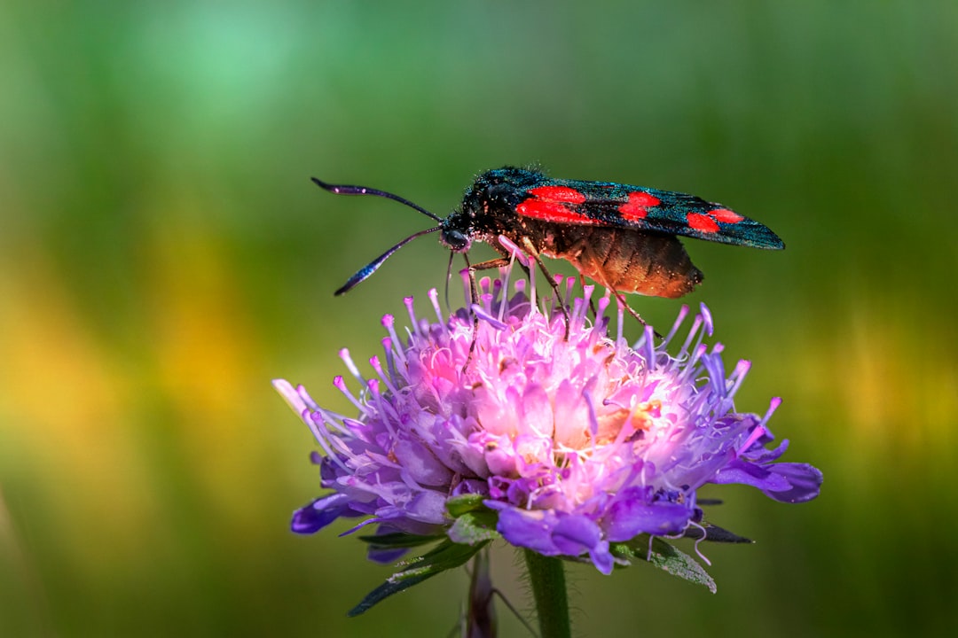 black and orange insect on purple flower