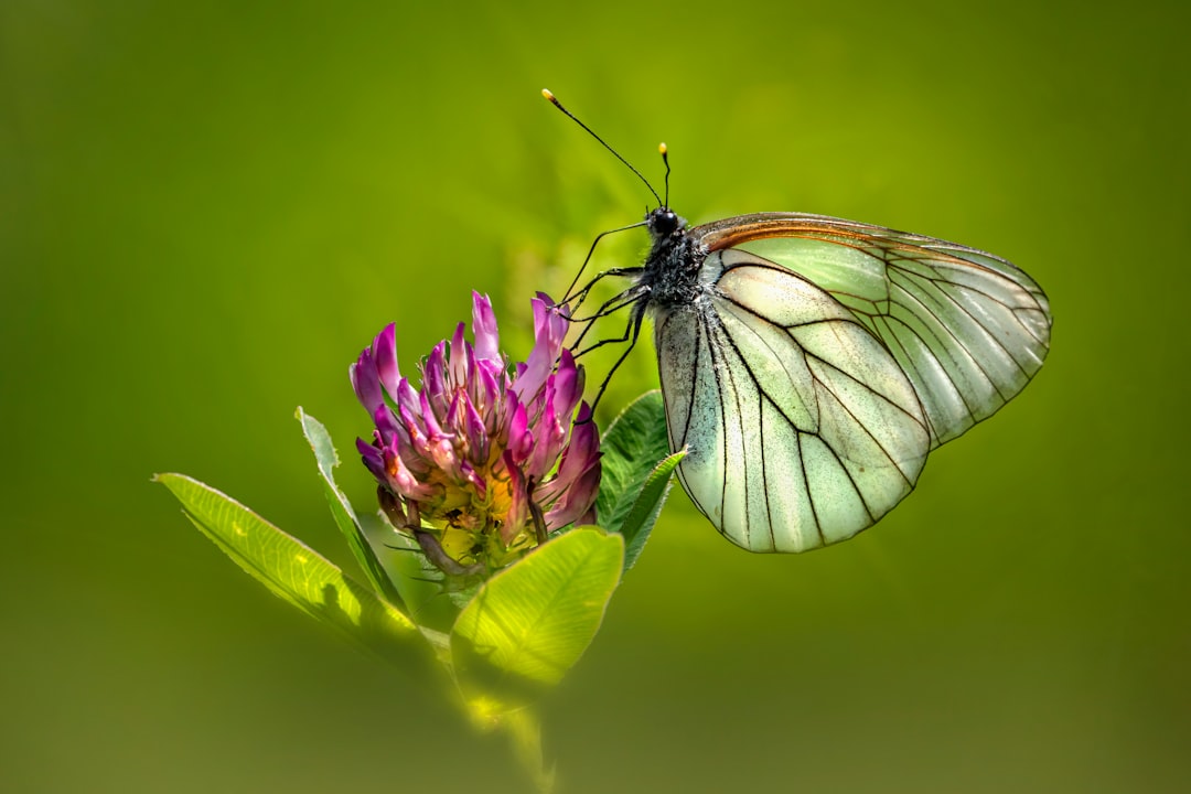 white and black butterfly perched on purple flower in close up photography during daytime