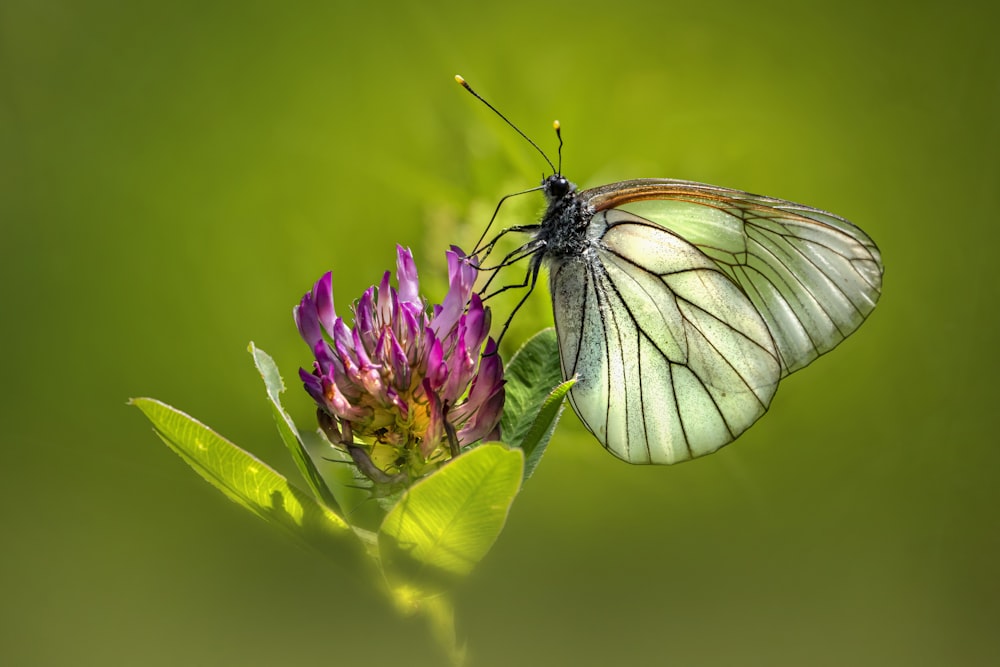 white and black butterfly perched on purple flower in close up photography during daytime