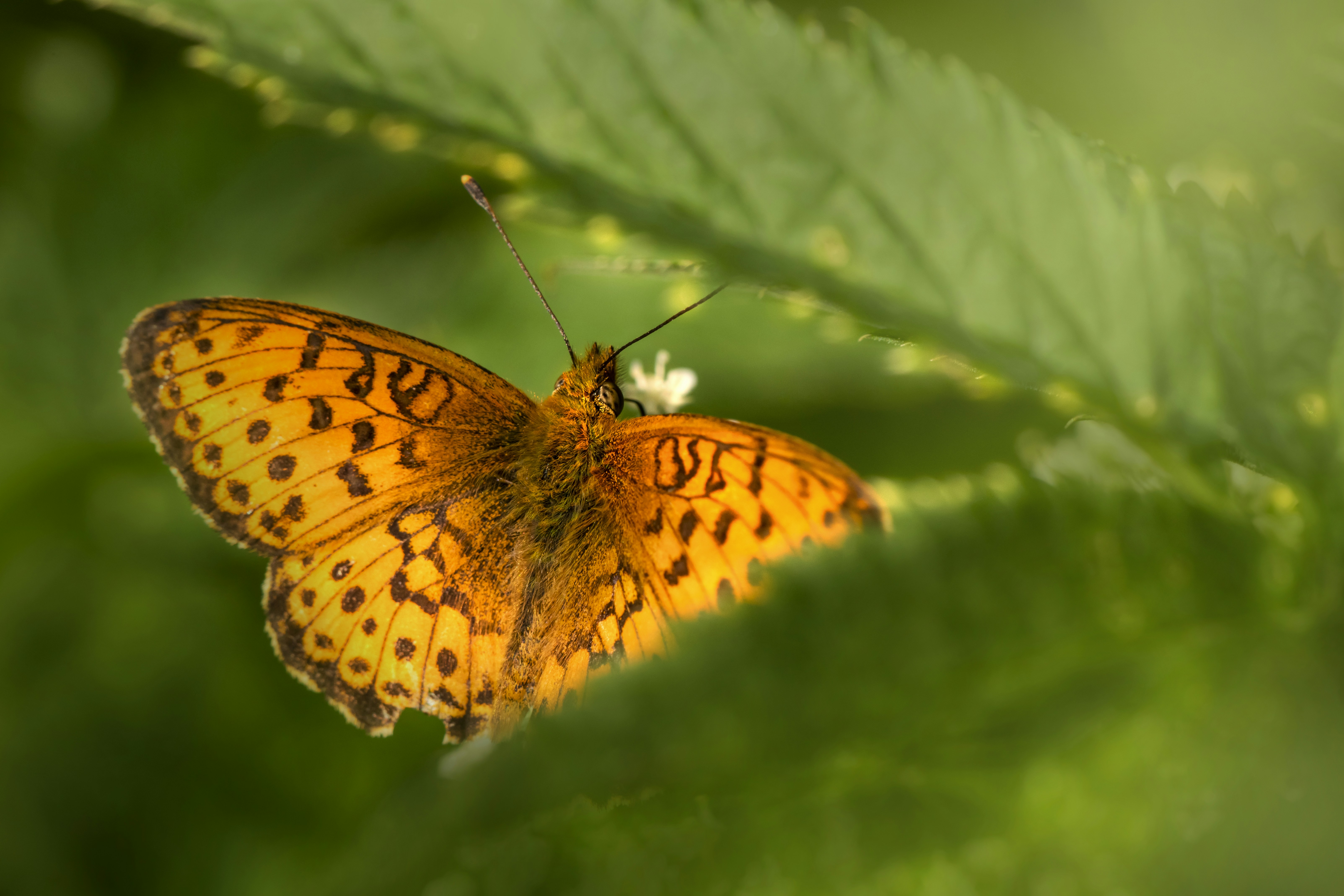 Photo by erik_karits