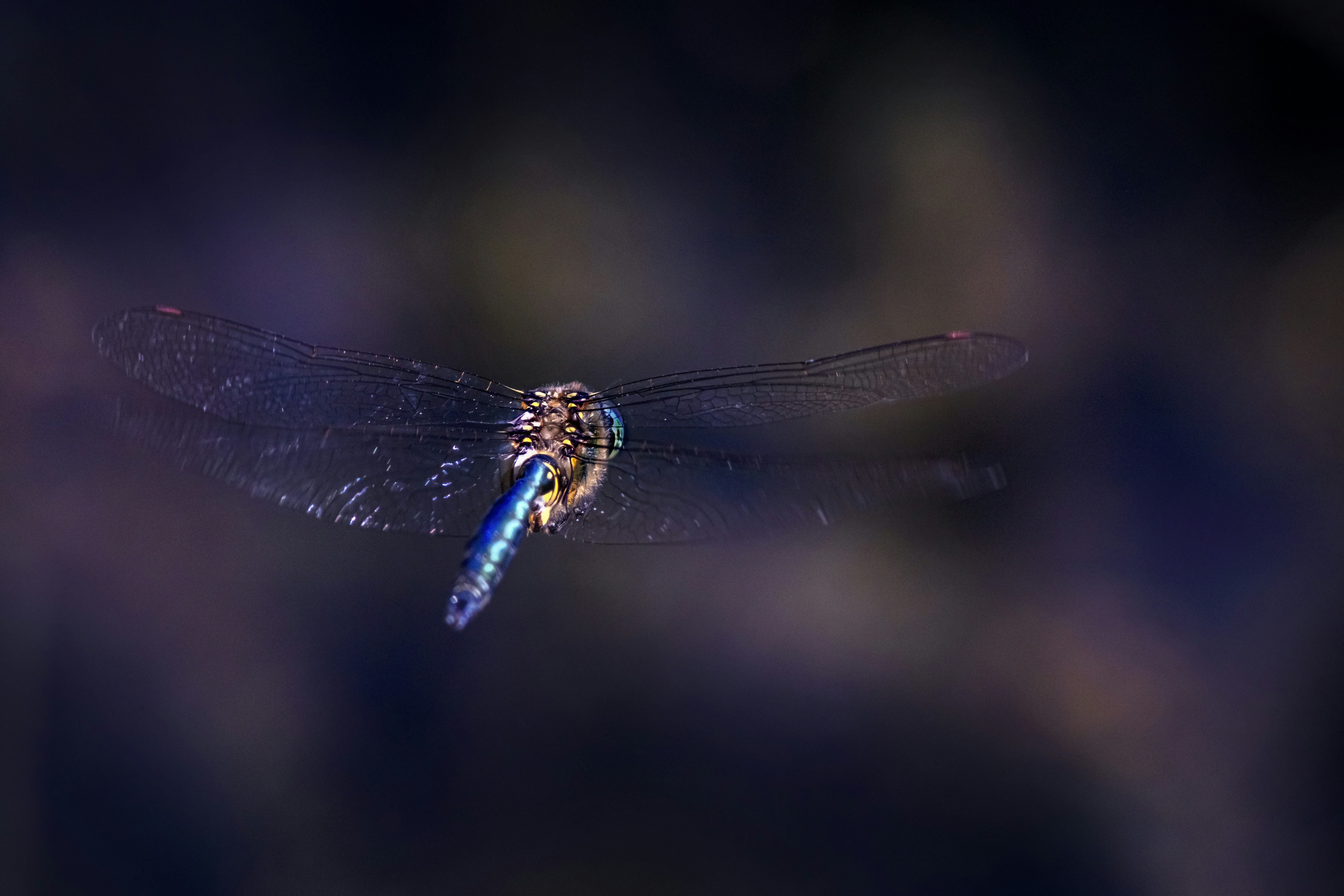 Photo by erik_karits