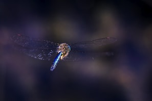 An intricate close-up of a dragonfly’s wings shimmering with iridescent colors in low light