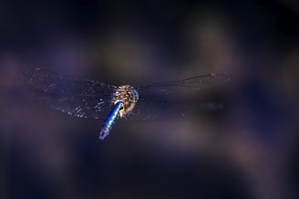 An intricate close-up of a dragonfly’s wings shimmering with iridescent colors in low light