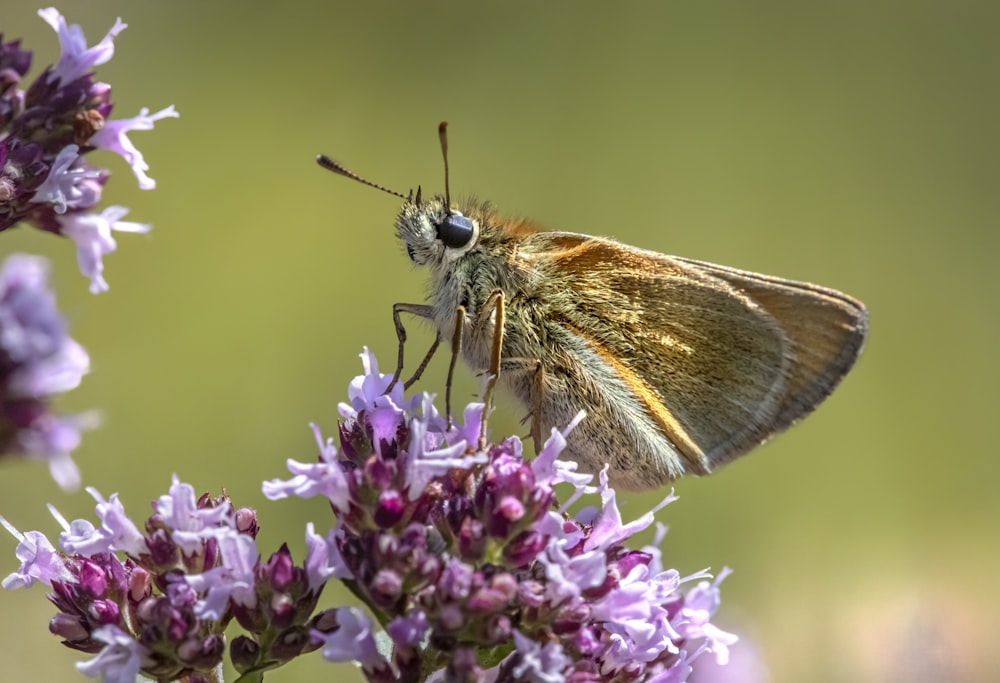 brown butterfly perched on purple flower in close up photography during daytime