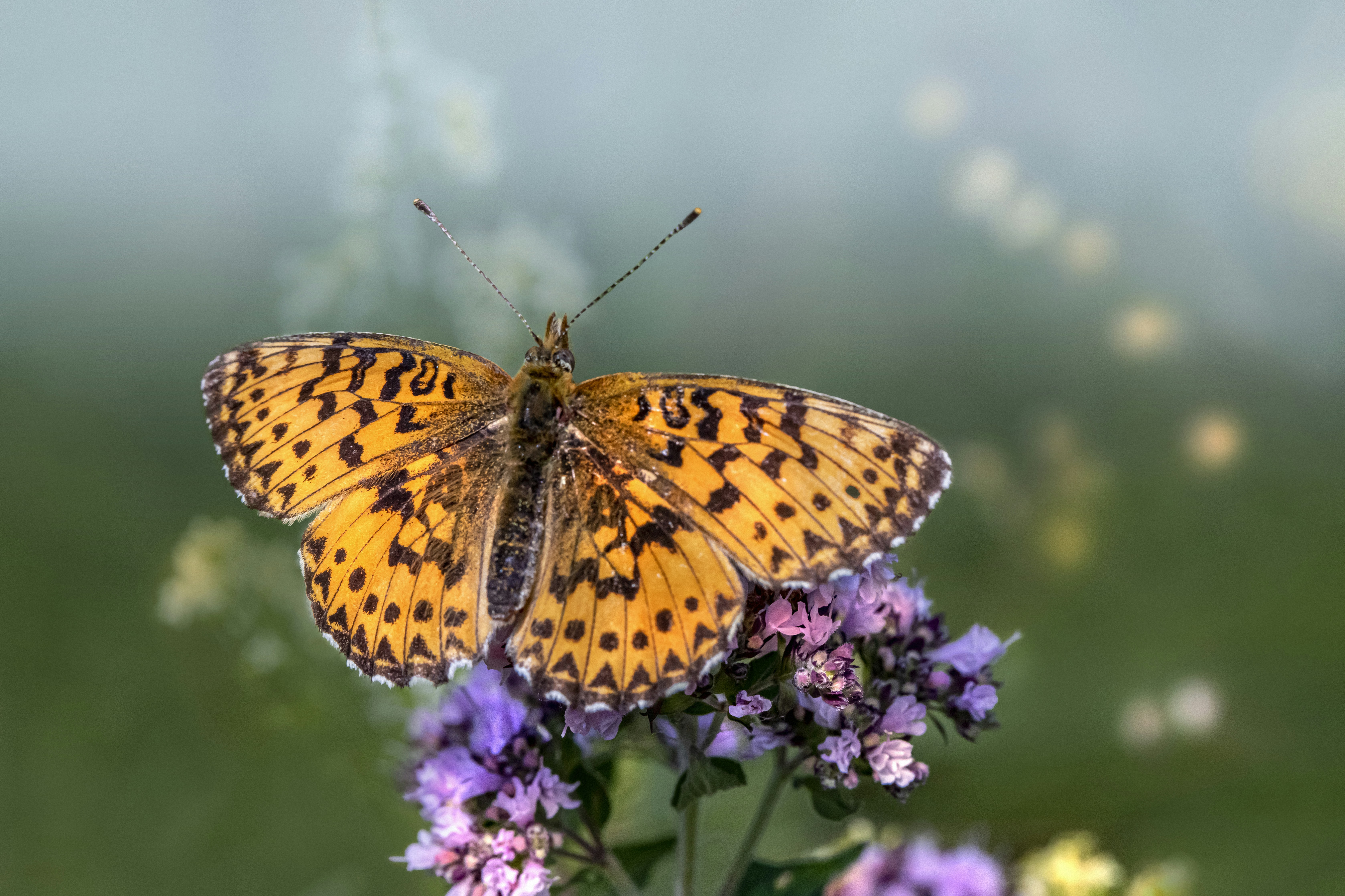 Photo by erik_karits