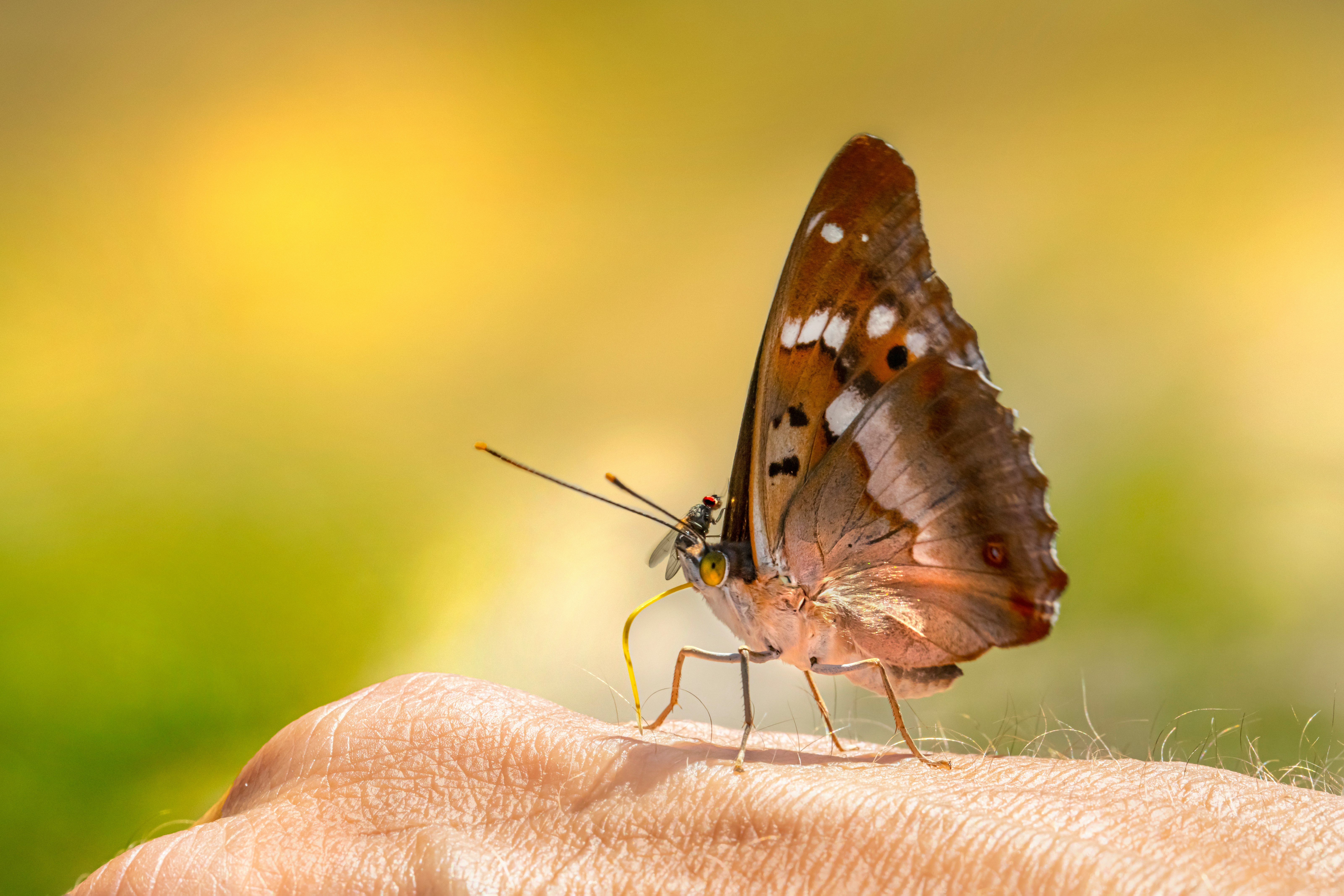 brown and black butterfly on persons hand