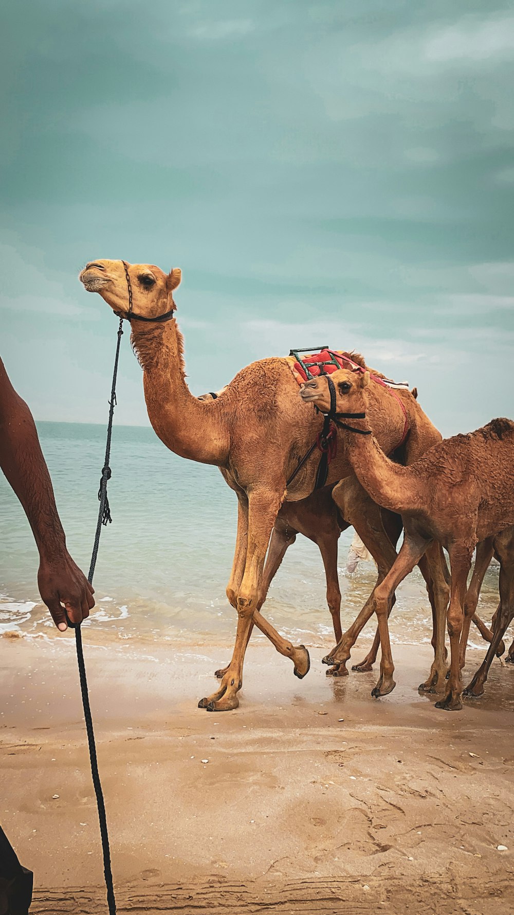 camelos marrons na areia marrom durante o dia
