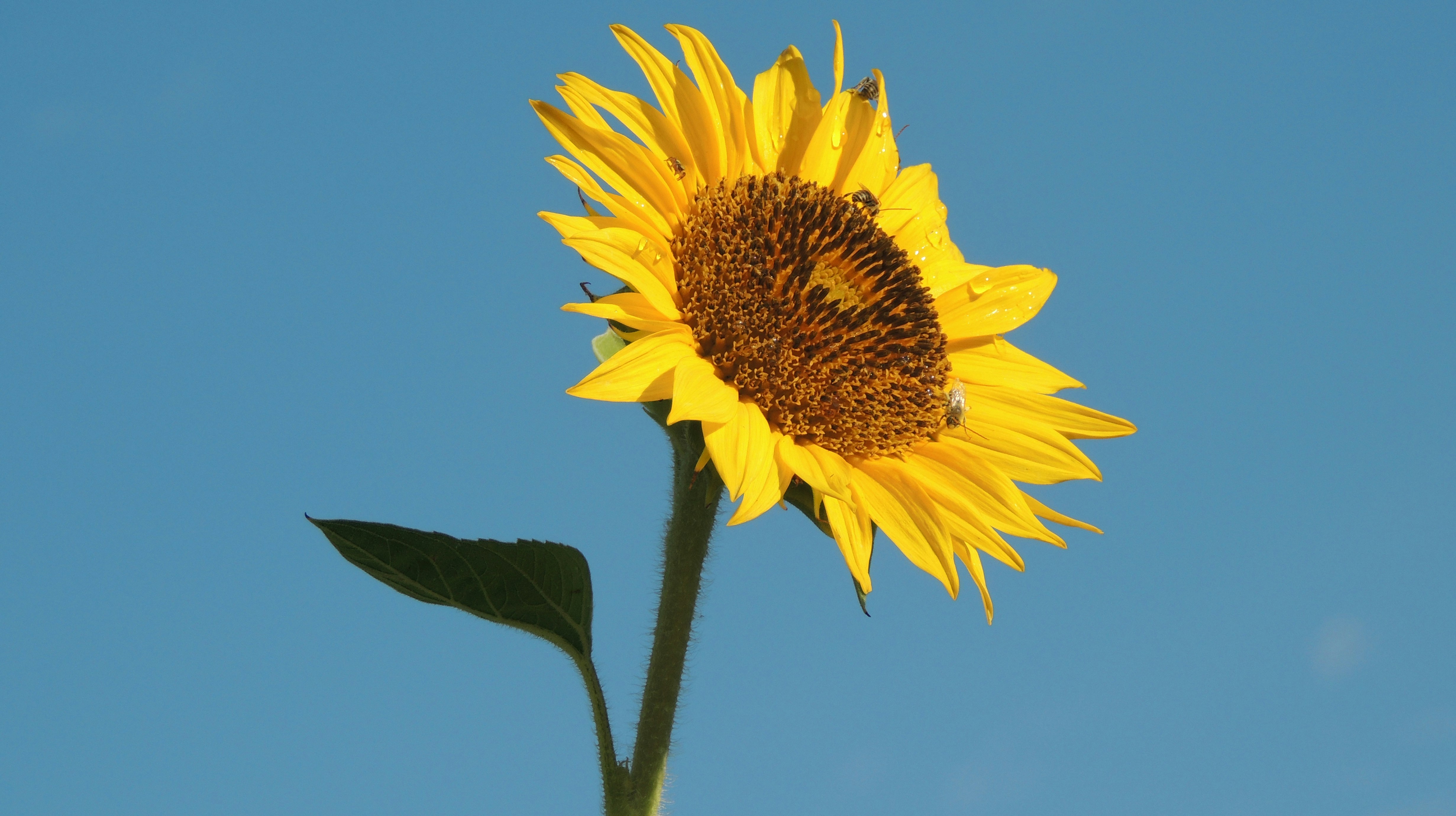 Photo by artfulheart