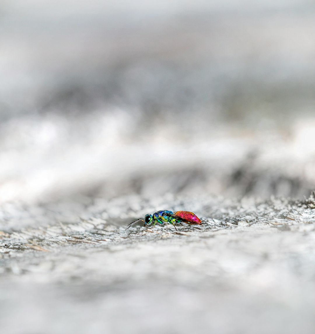 green and red beetle on white snow during daytime