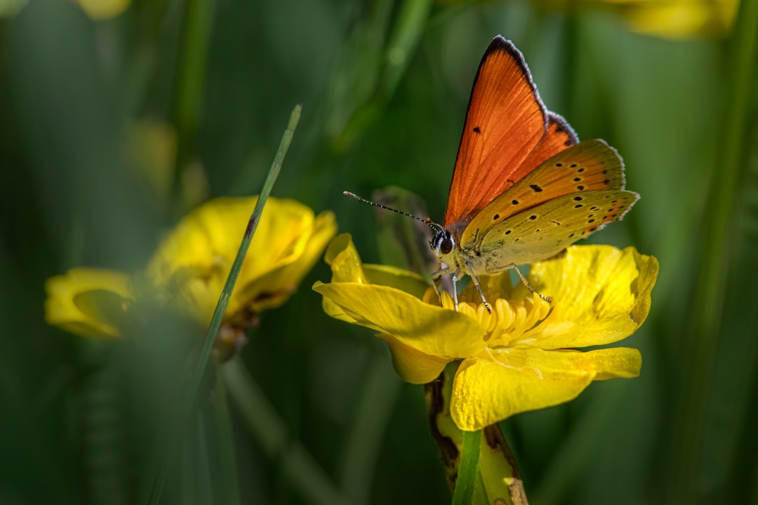 brown and white butterfly on yellow flower