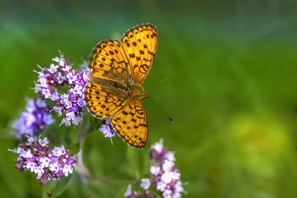 yellow butterfly perched on purple flower in close up photography during daytime