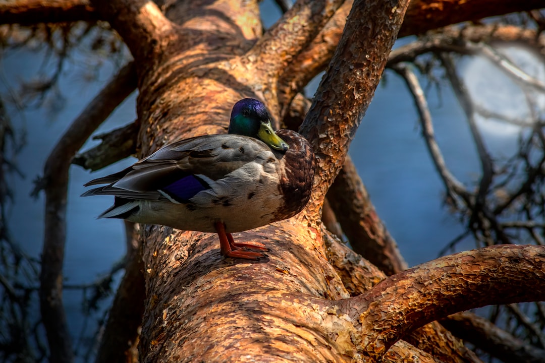 mallard duck on brown tree trunk during daytime