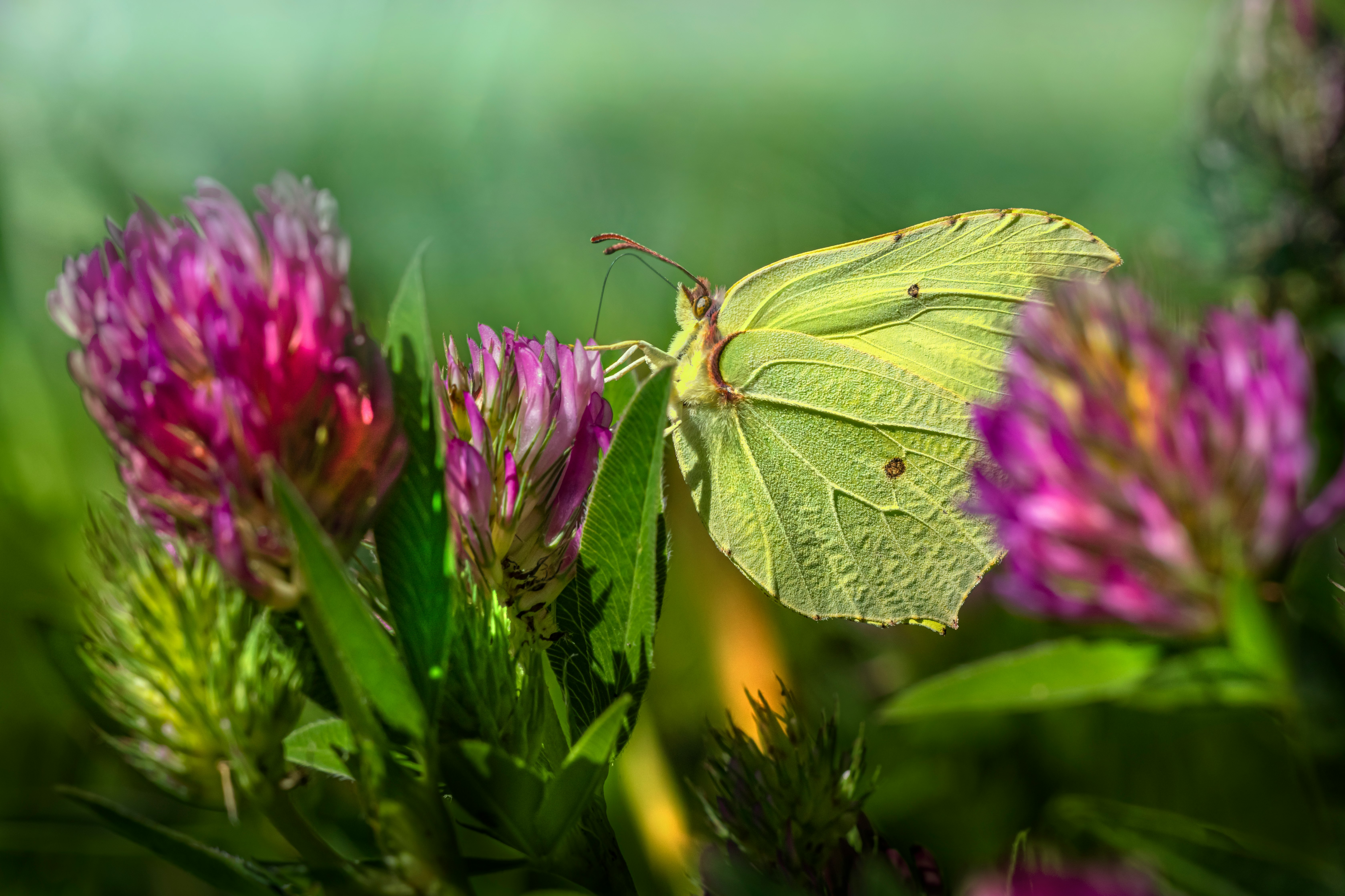 green butterfly perched on purple flower in close up photography during daytime